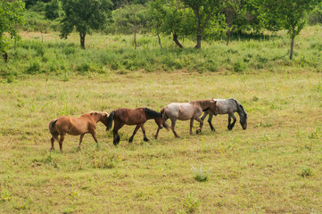Wild horses grazing on summer meadow in countryside