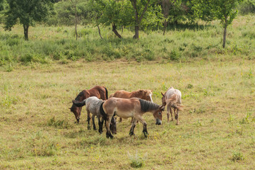Wild horses grazing on summer meadow in countryside
