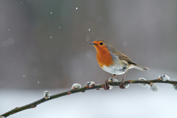 Beautiful robin, Erithacus rubecula, under a snowfall