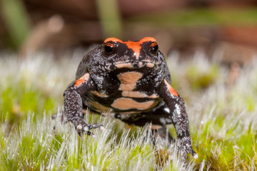 Under belly of Australian Red-crowned Toadlet
