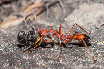Australian Bull Ant with wasp prey