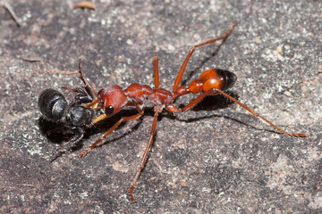 Australian Bull Ant with wasp prey