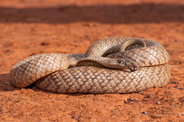 Strap-snouted Brown Snake