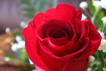 Blooming Red Rose