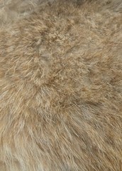 texture of fur