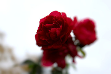 Red Autumn Rose