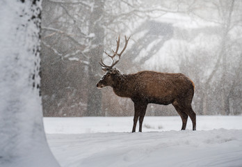 Deer in heavy snow during winter