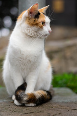 Obraz na płótnie Canvas gato blanco