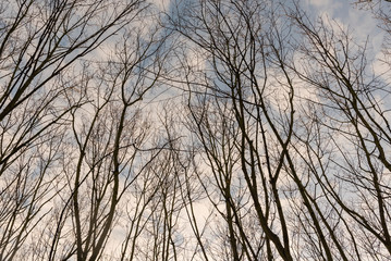 Bare treetops in winter, trees in winter, bare trees, blue sky with small clouds