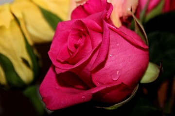 Fototapeta premium Vivid Pink Rose