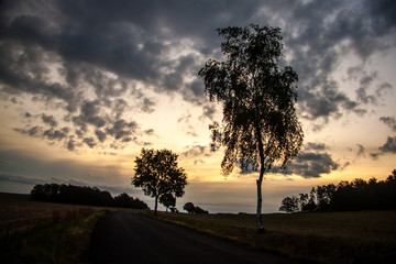 silhouettes of trees at sunset