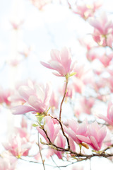 Pink spring flower blooming outdoors