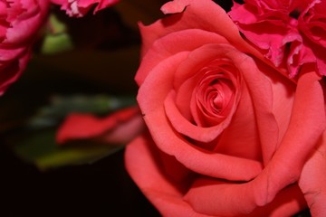 Fototapeta premium Coral Rose