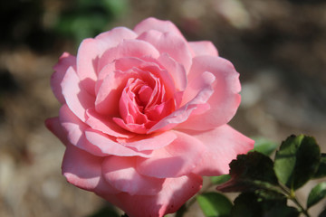 Pastel Pink Rose