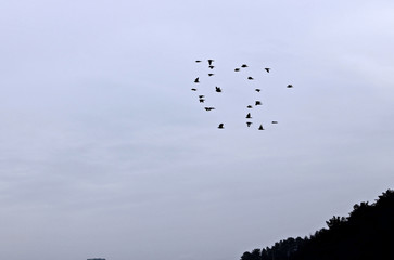 새떼