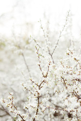 White spring flower blooming outdoors