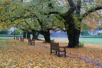 fall foliage and benches to relax on university of washington campus in seattle america