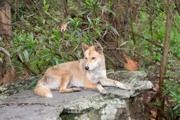 Australian Dingo dog in captivity