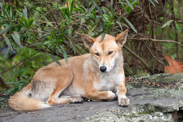 Australian Dingo dog in captivity