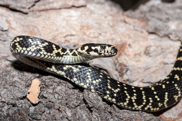 Australian endangered Broad headed Snake