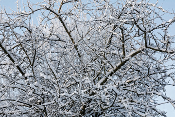 la neige sur les branches du pommier en hiver du Pas-de-Calais - France