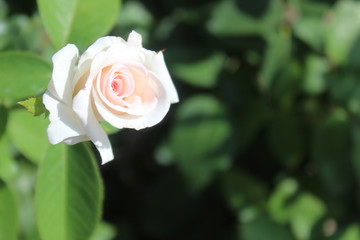 Flourishing Pastel Pink Rose