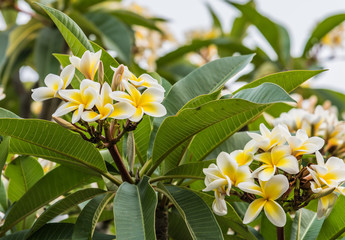 Yellow and White Frangipani Flowers under a Smoke Filled Sky