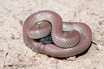 Red-naped Snake