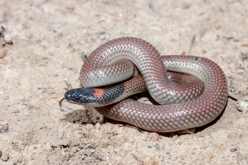 Red-naped Snake is a small non dangerous Elapid snake from Australia