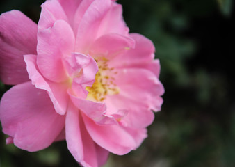 Fototapeta na wymiar Light Pink Shrub Rose