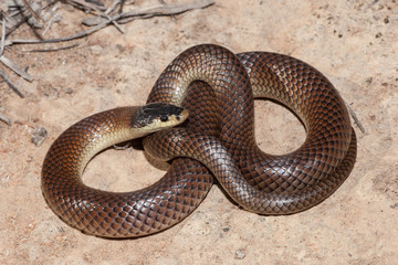 Dwyer's Snake
