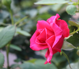 Brilliant Pink Rose