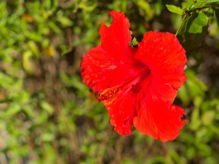 red poppy in the garden
