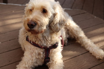 dog outside on deck