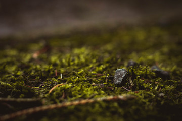 Stone on moss