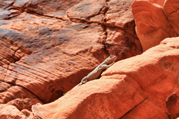 Iguana enjoying the hot weather, Valley of Fire State Park, Nevada