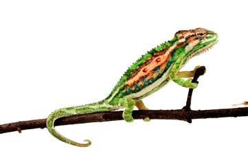 Cape dwarf chameleon / Buntes Zwergchamäleon (Bradypodion pumilum) © bennytrapp
