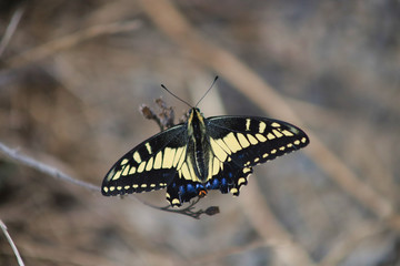 Beautiful butterfly in the great outdoors