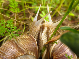 two snail on grass