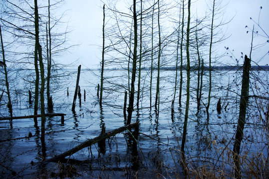 ufer mit alten b&auml;umen