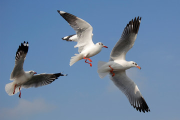 Fototapeta na wymiar flying seagull bird on beautiful sky background