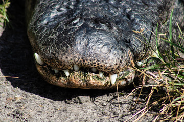 American alligator