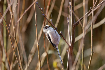 Long Tailed Tit