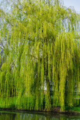 Weeping willow in early spring