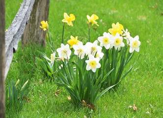 Daffodils by Fence