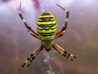 spider on a web