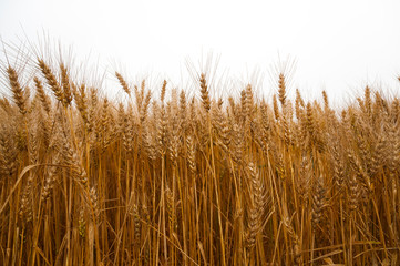Wheat field on white