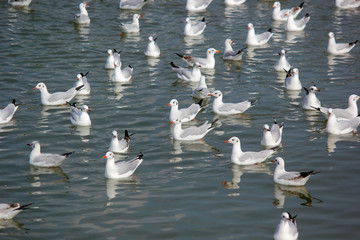 seagull bird on the water