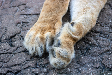 Female lion paws