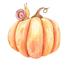 Watercolor hand painted pumpkin and snail. Cute autumn illustration on white background. Perfect for thanksgiving day cards, pattern.